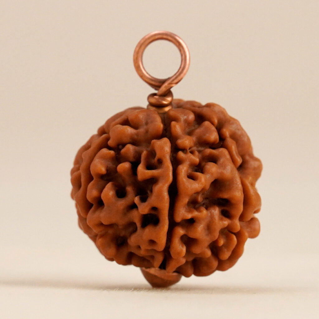 Shanmukhi Rudraksha